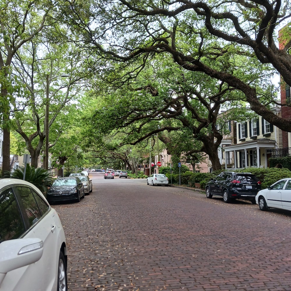 Savannah streets covered by a canopy of oaks.
