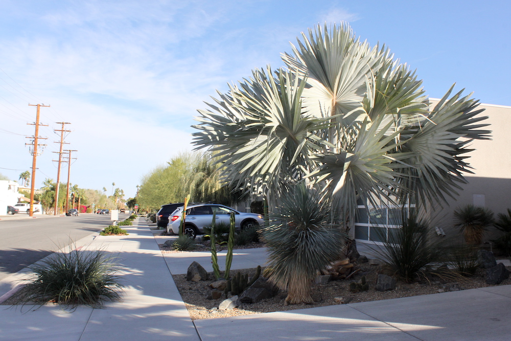 Typical Palm Springs residential streetscape
