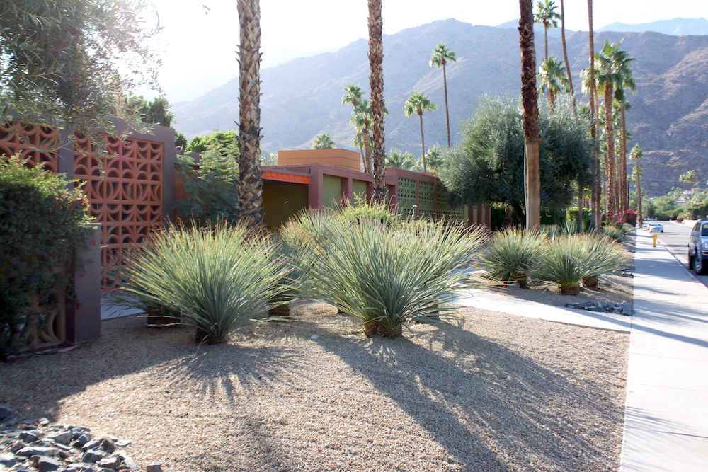 Apartment building front landscape in Palm Springs