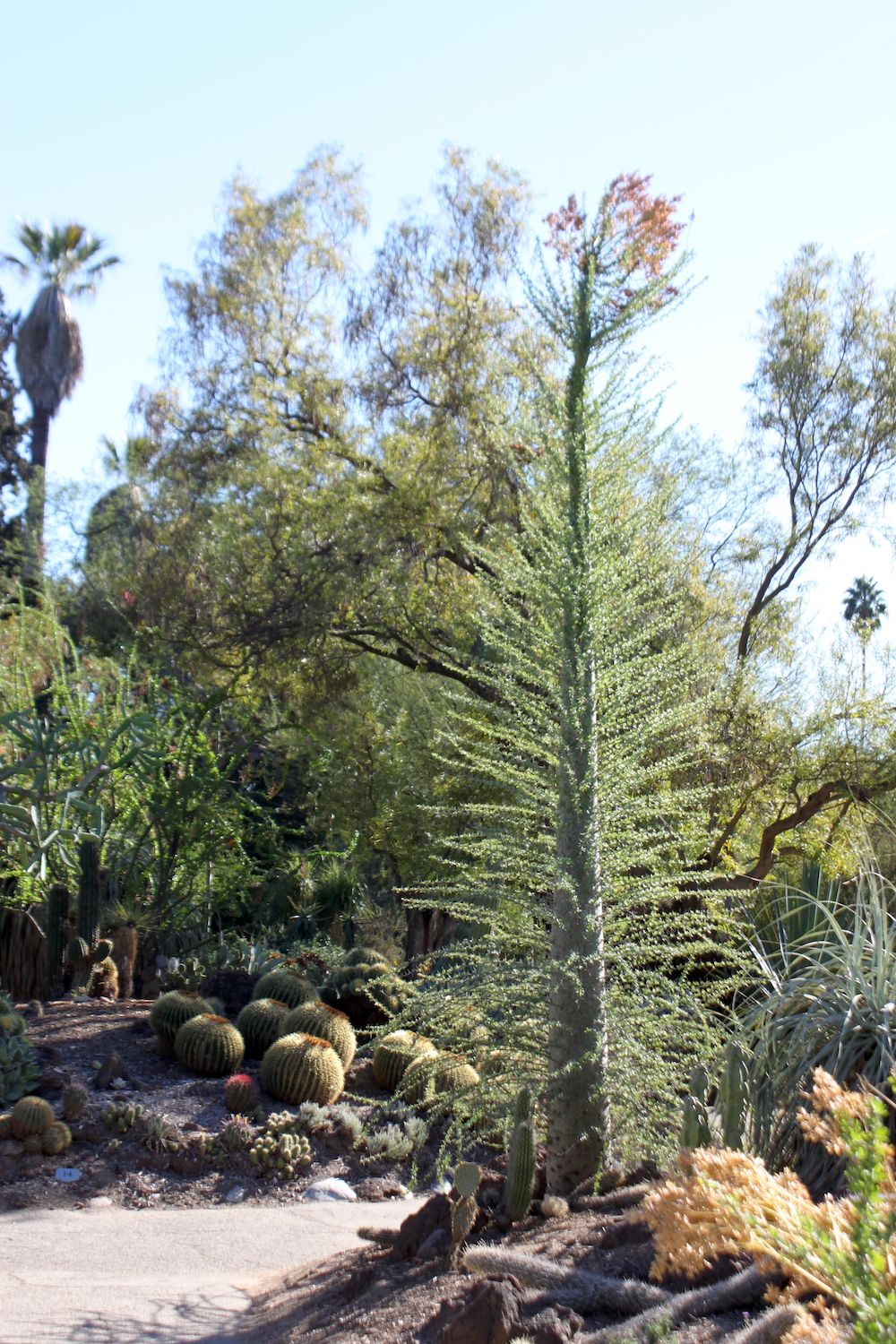 Fouquieria columnaris "Boojum Tree"