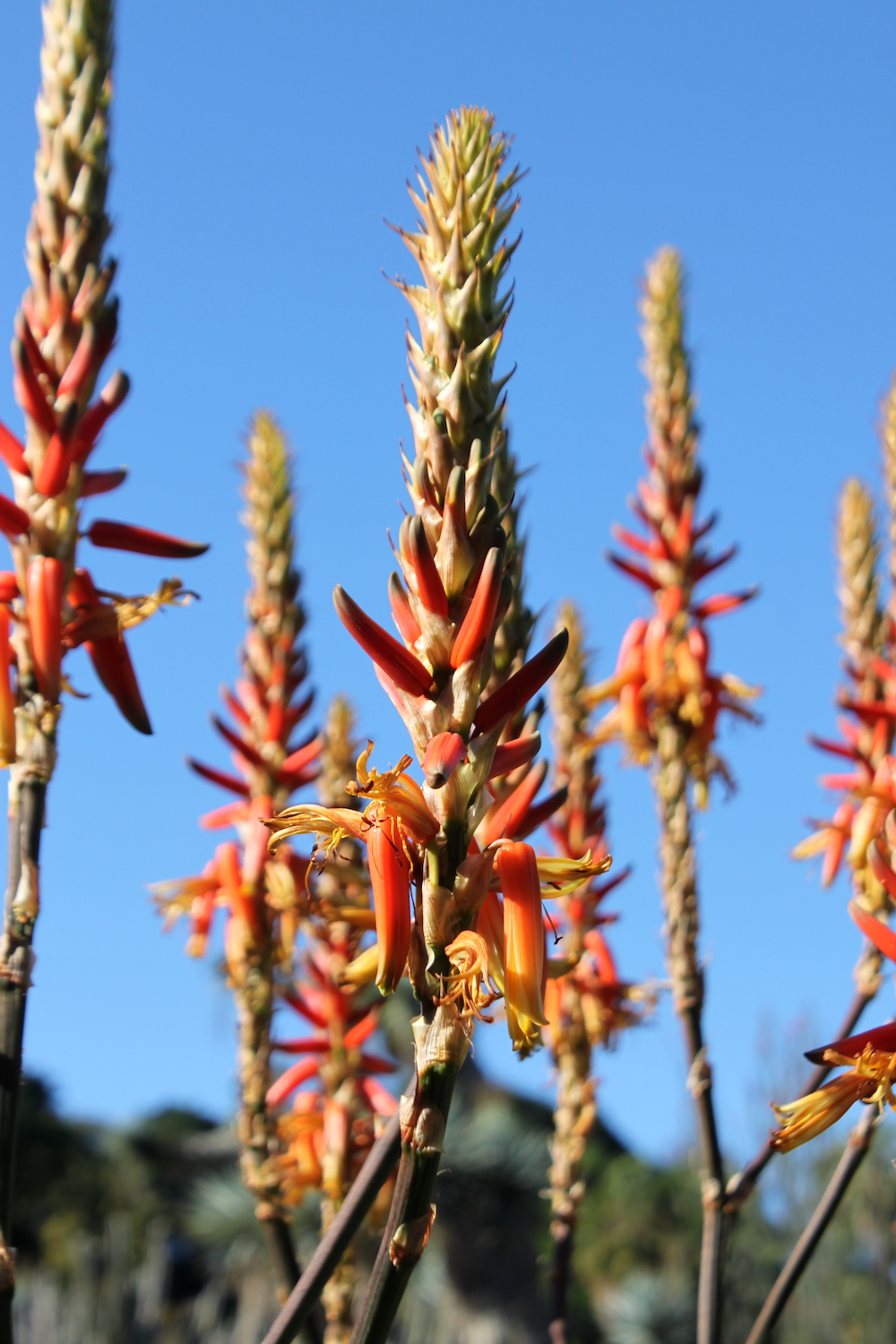 Aloe cryptopoda in bloom