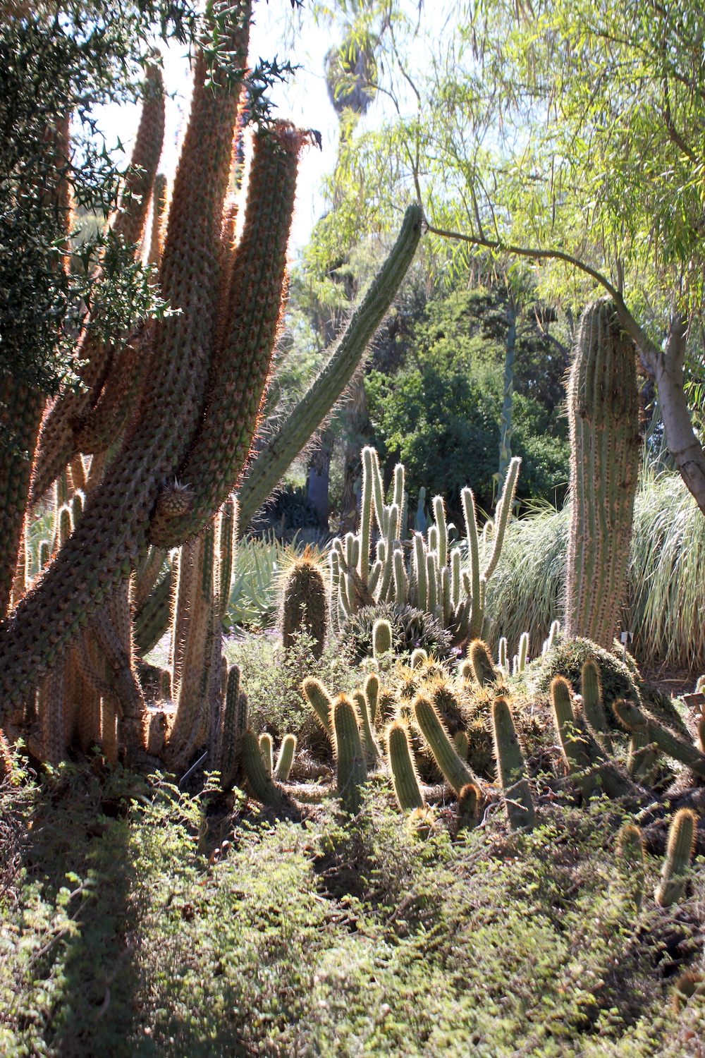 Enchanted hour in a cactus grove