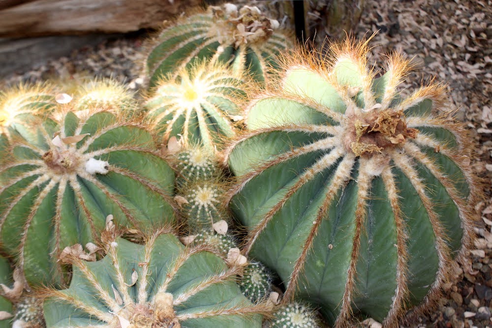 Ball Cactus (Parodia magnifica)