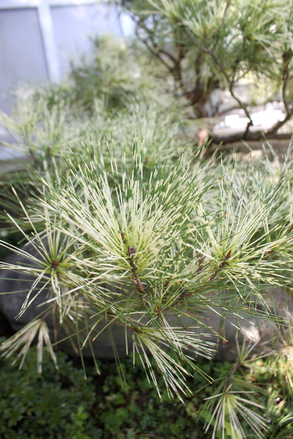 Unknown small conifer with variegated needles