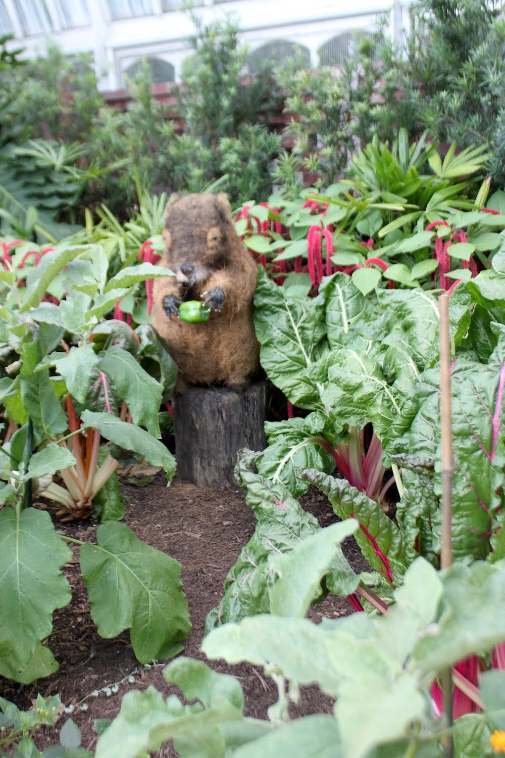 Giant rodent rampaging through the veggie patch