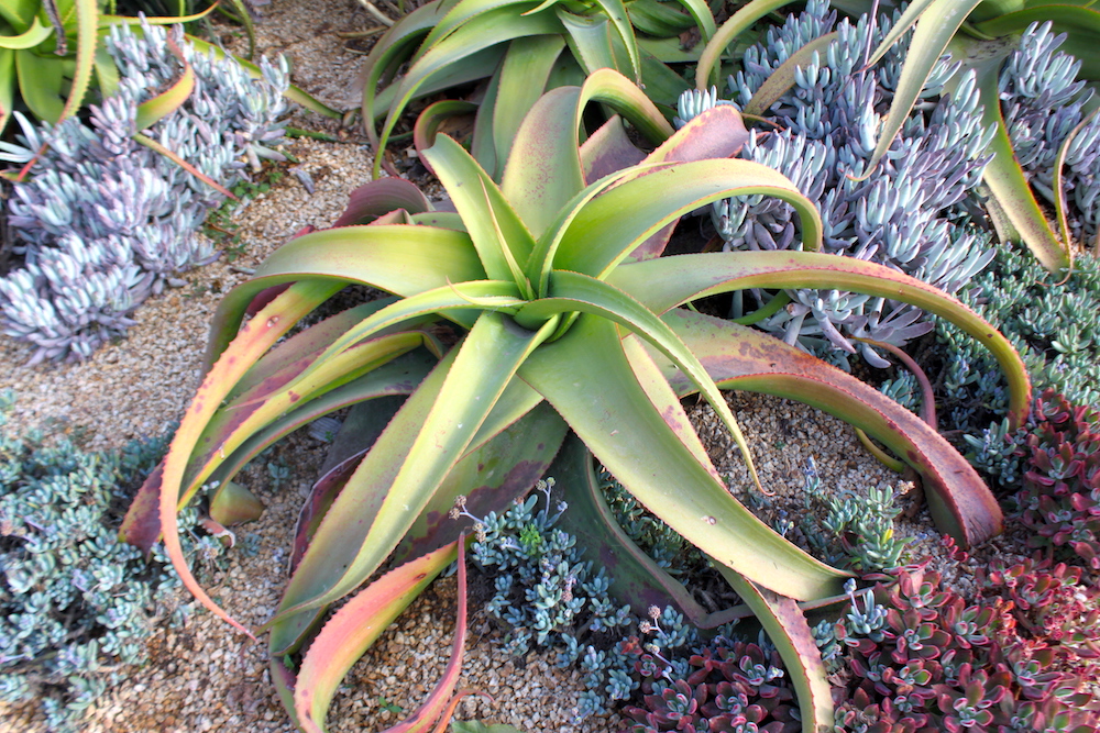 Aloe vanbalenii planted in the ground
