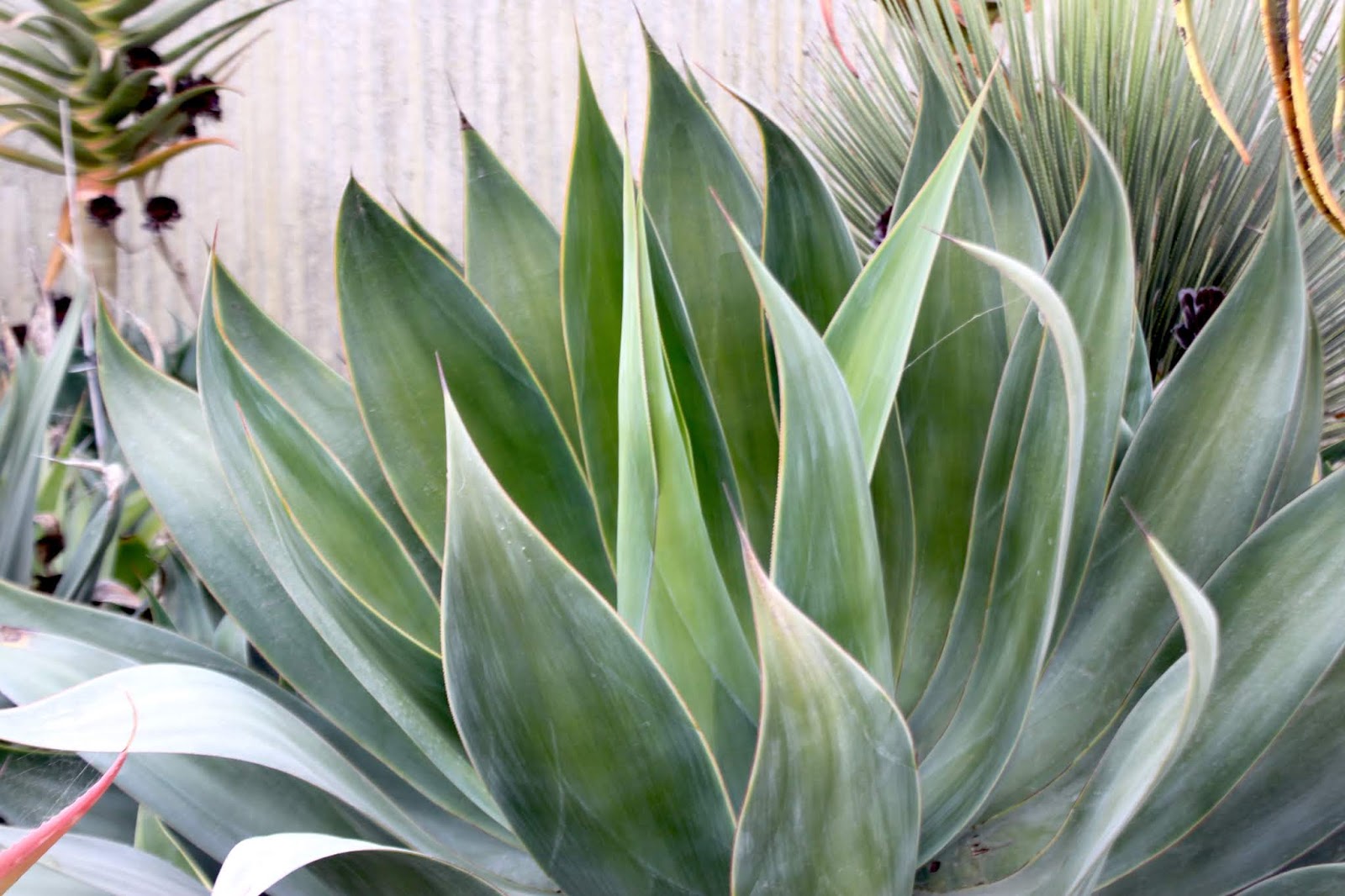 Requisite Agave 'Blue Flame'