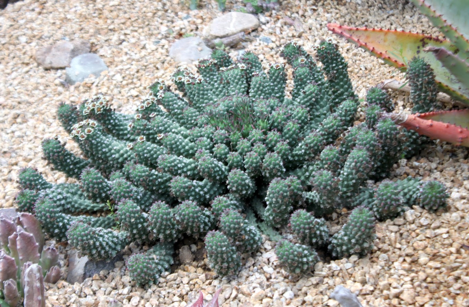 Medusa Euphorbia