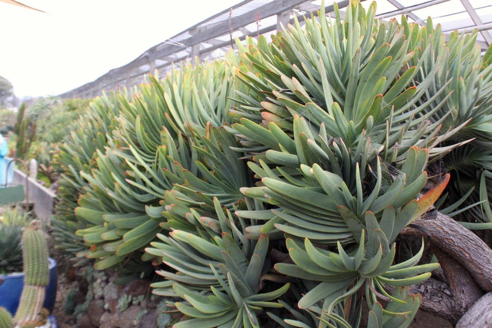 Aloe plicatilis colony