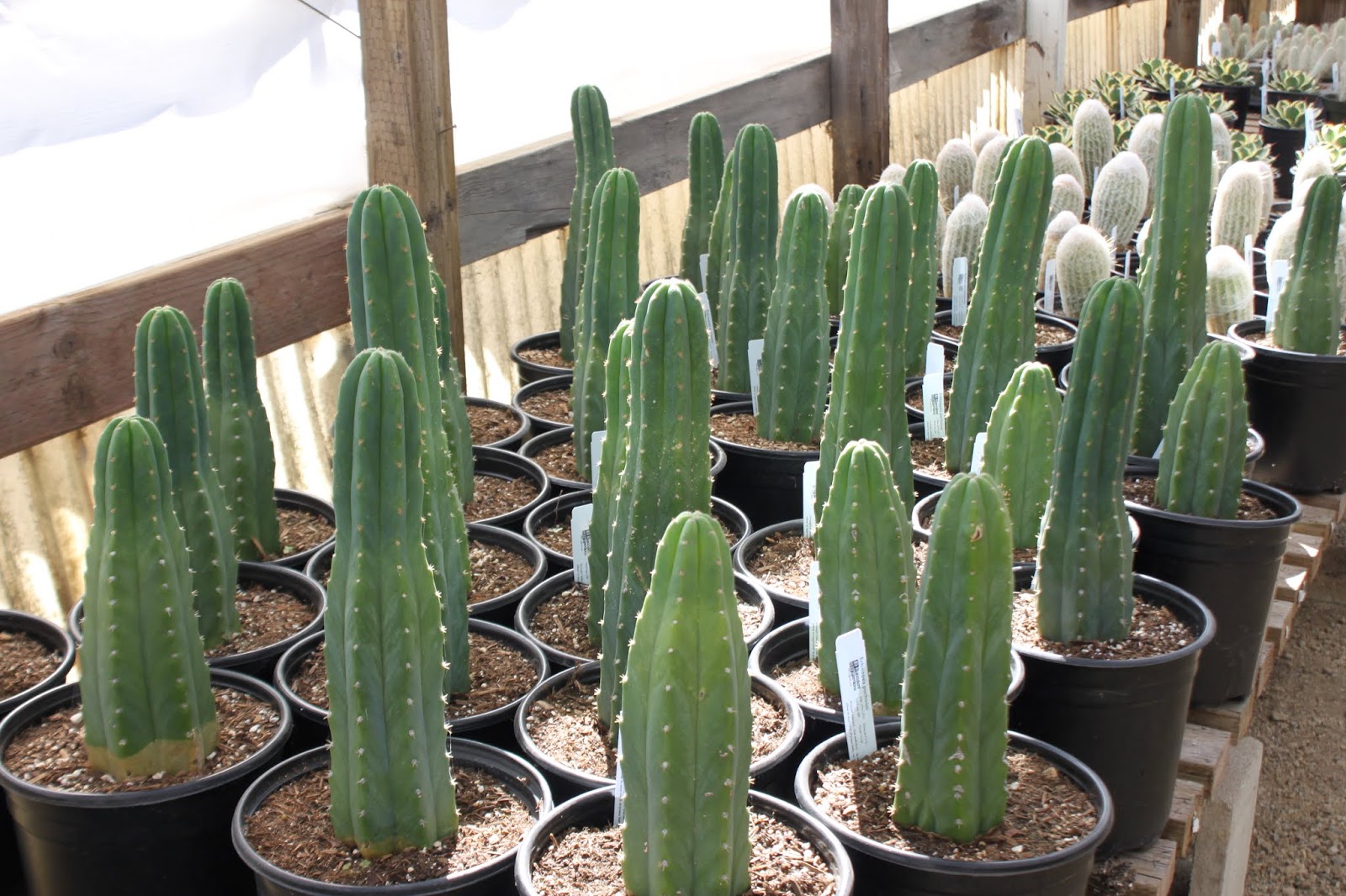 5 gal San Pedro Cactus